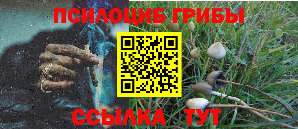 Галлюциногенные грибы Psilocybine cubensis Советский